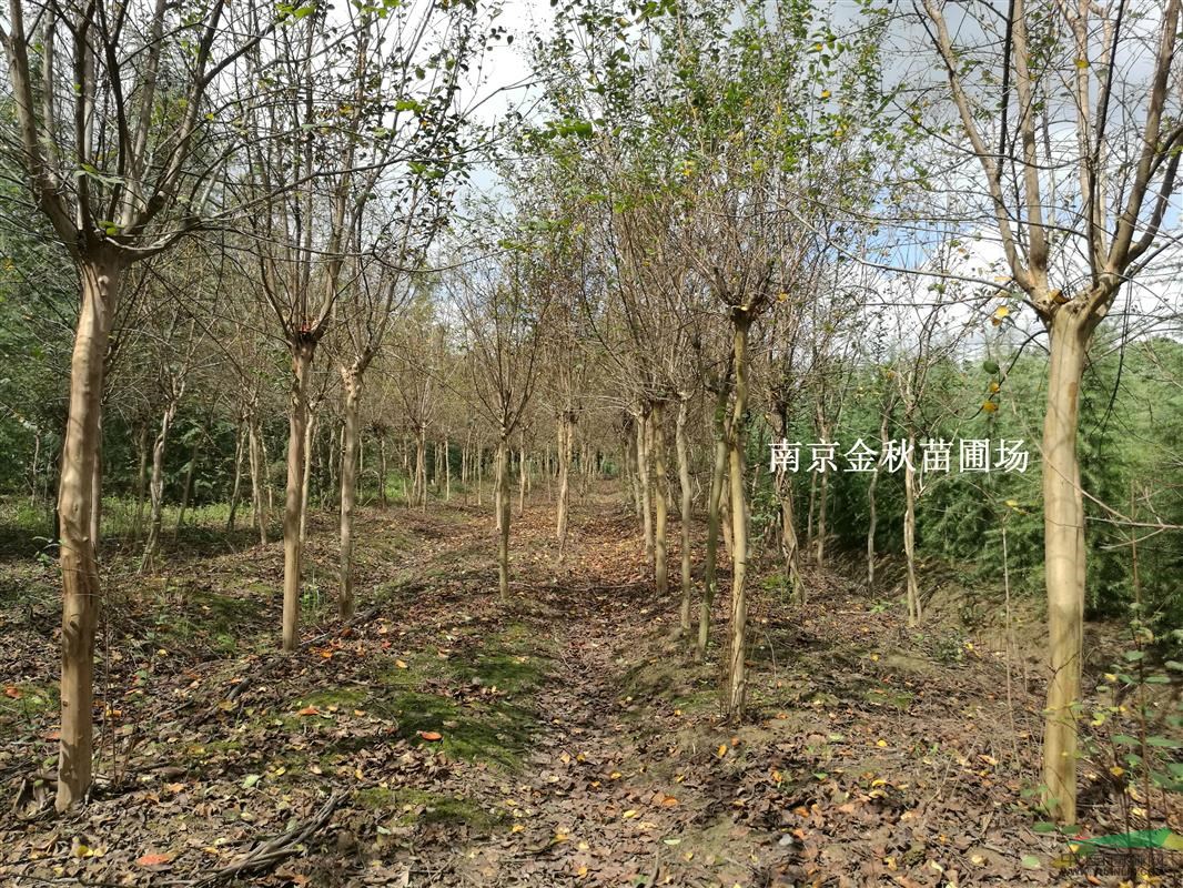 紫薇產(chǎn)地  4公分/5公分6公分紫薇批發(fā)價格