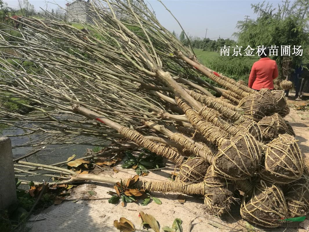 紫薇產(chǎn)地  4公分/5公分6公分紫薇批發(fā)價格