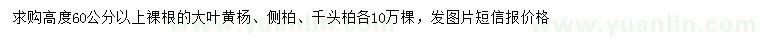 求購大葉黃楊、側(cè)柏、千頭柏