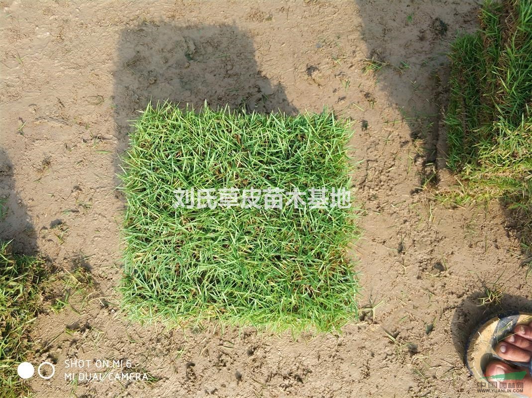 湖南郴州馬尼拉草坪廠家、價格、供貨商