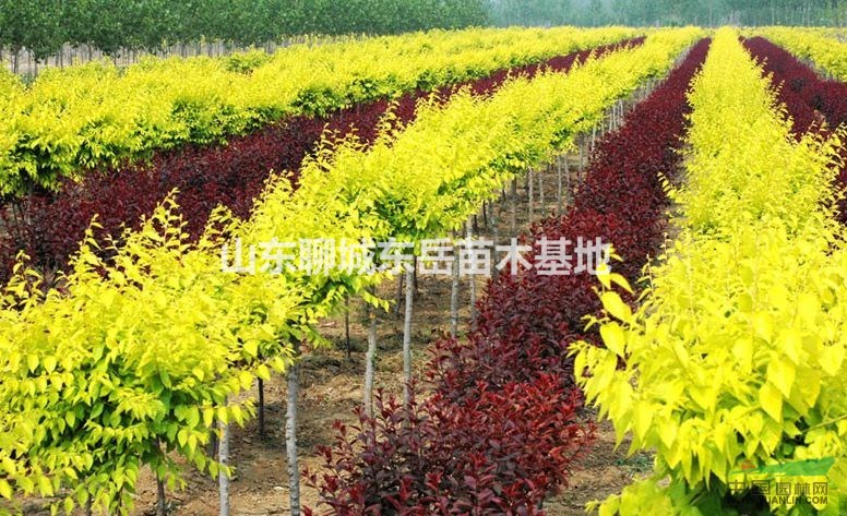 金葉榆苗_6公分金葉榆價格---金葉榆基地 