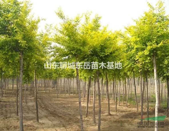金葉榆苗_6公分金葉榆價格---金葉榆基地 