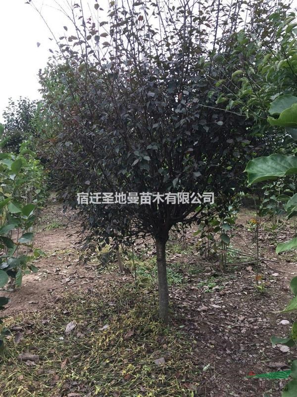 樹型好 價格實惠 冠幅大 廣玉蘭基地市場報價 只需100元