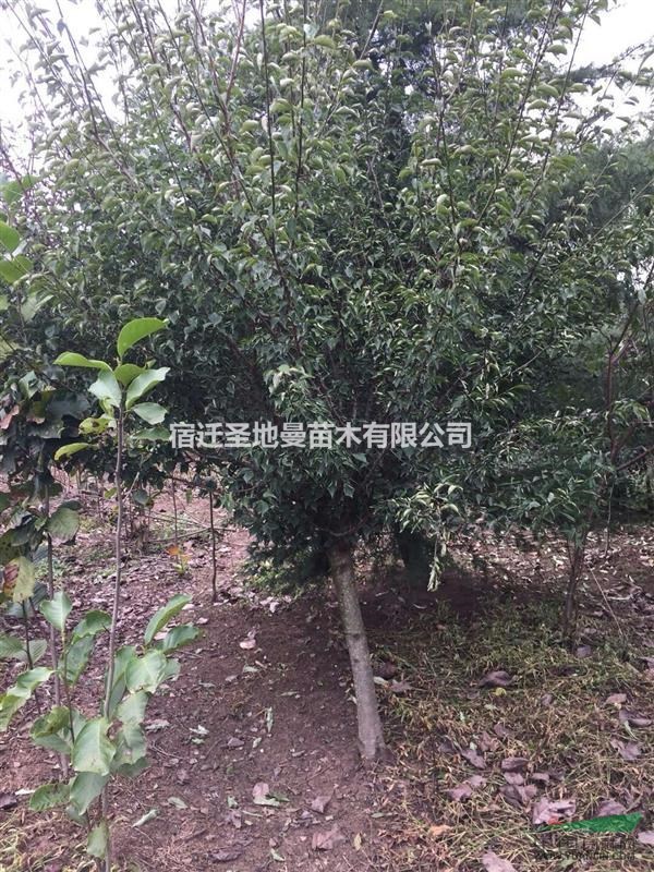 樹型好 價格實惠 冠幅大 廣玉蘭基地市場報價 只需100元
