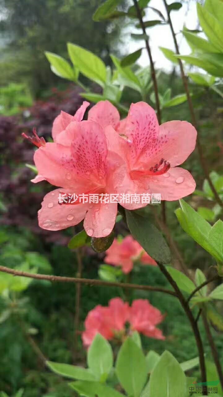 各季節(jié)時(shí)花，景觀(guān)花，月季花，杜鵑，紫薇等