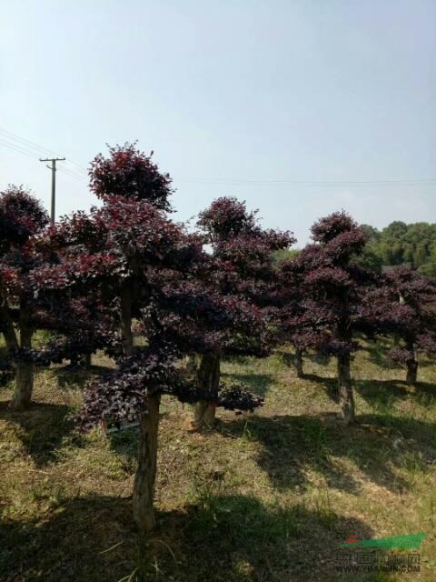 造型紅花繼木