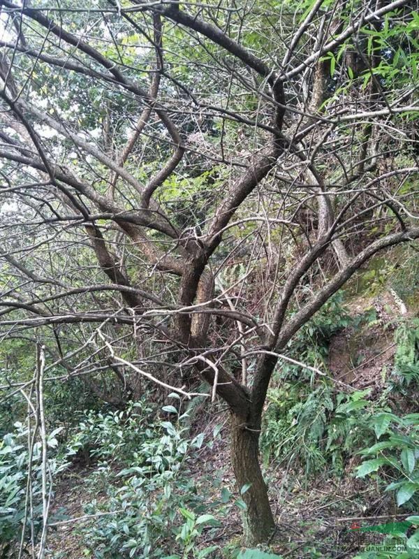 18公分原桩红梅一支