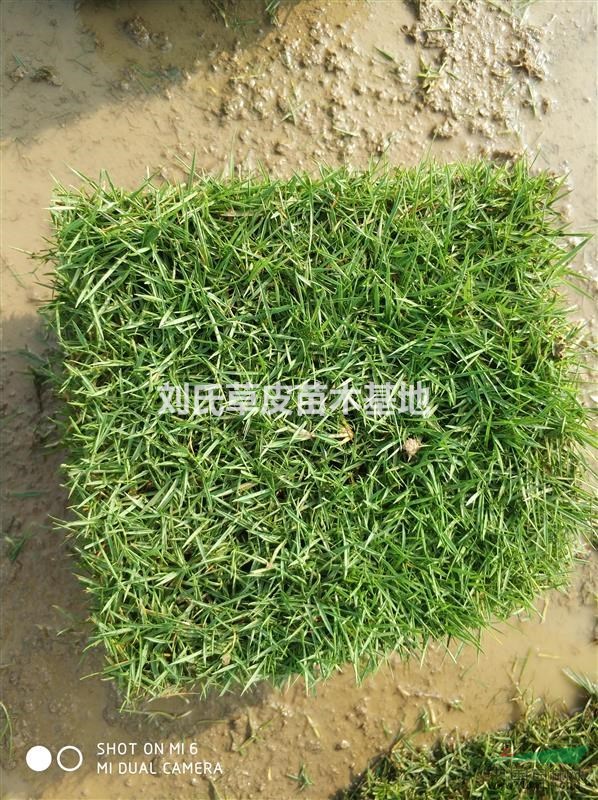 如何使草皮起死回生