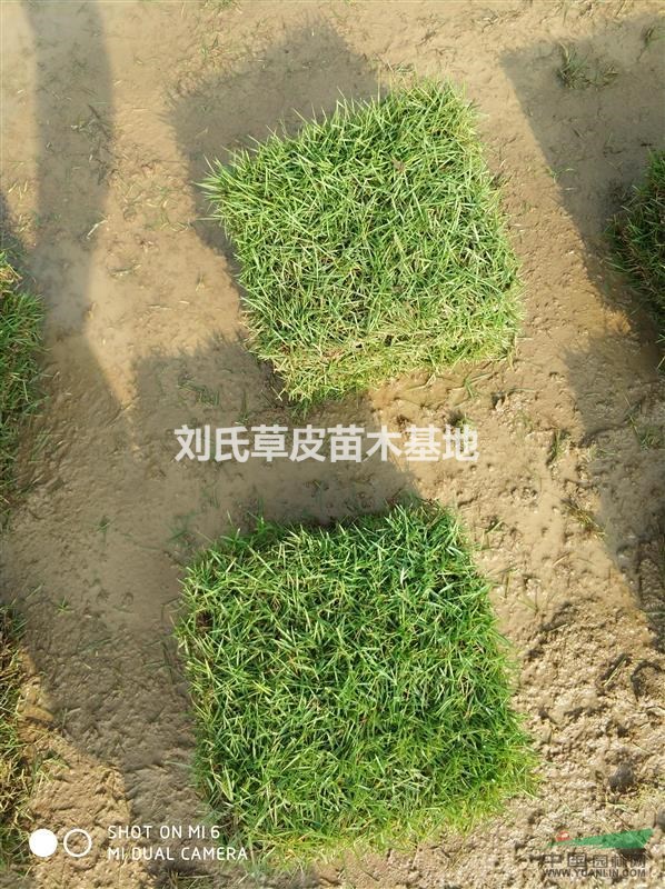如何使草皮起死回生
