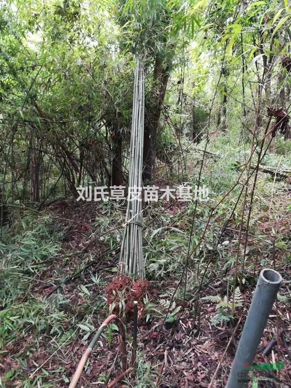 郴州草皮:反面看草坪