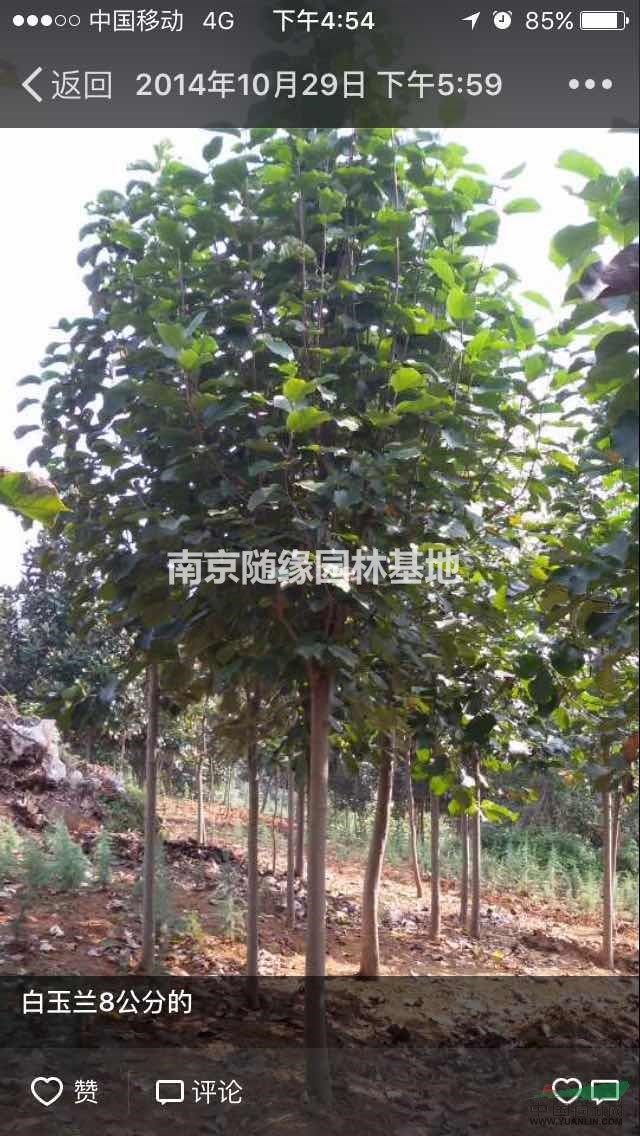 [ 供應(yīng) ]白玉蘭價格是多少，白玉蘭價格報價參考