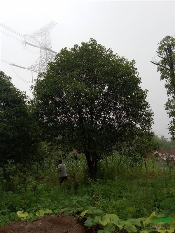 湖北供应地径30-50公分丛生大桂花树