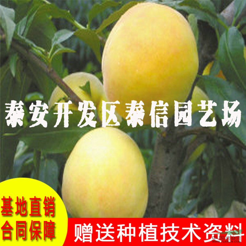 中紅桃苗批發(fā) 中紅桃苗價格