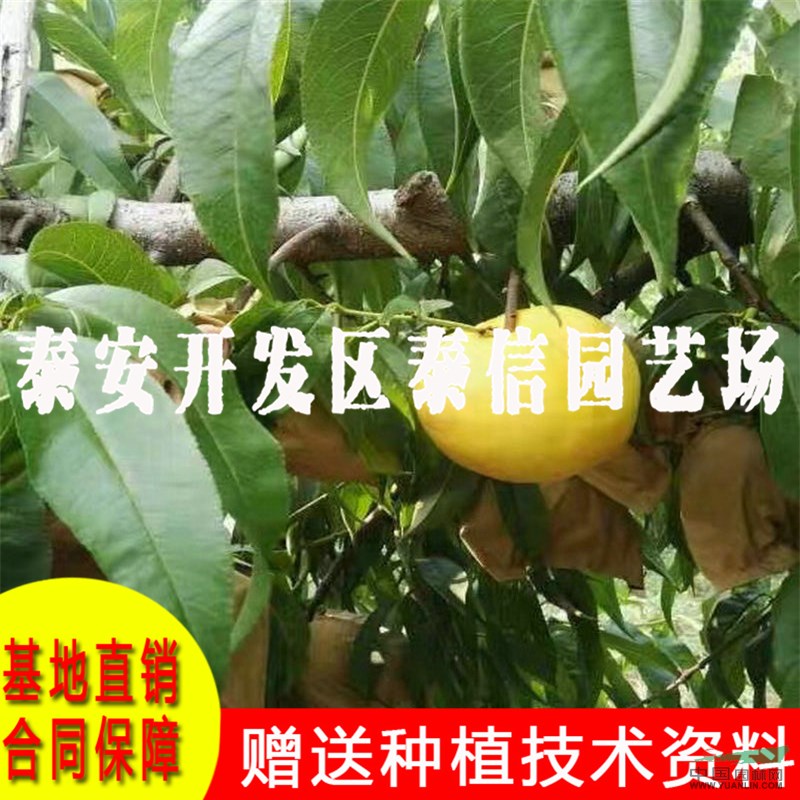 中油蟠4號桃苗批發(fā) 中油蟠4號桃苗價格