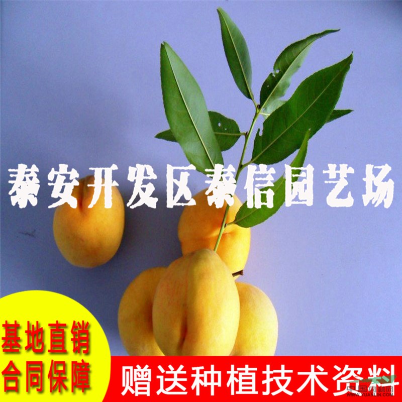 中油金冠桃苗基地 中油金冠桃苗批發(fā)