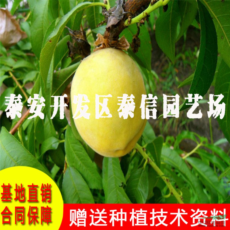 早黃蟠桃樹苗價(jià)格 批發(fā)