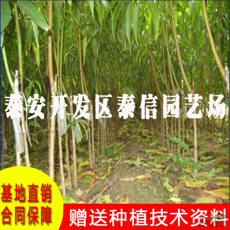早黃蟠桃樹苗價(jià)格 批發(fā)