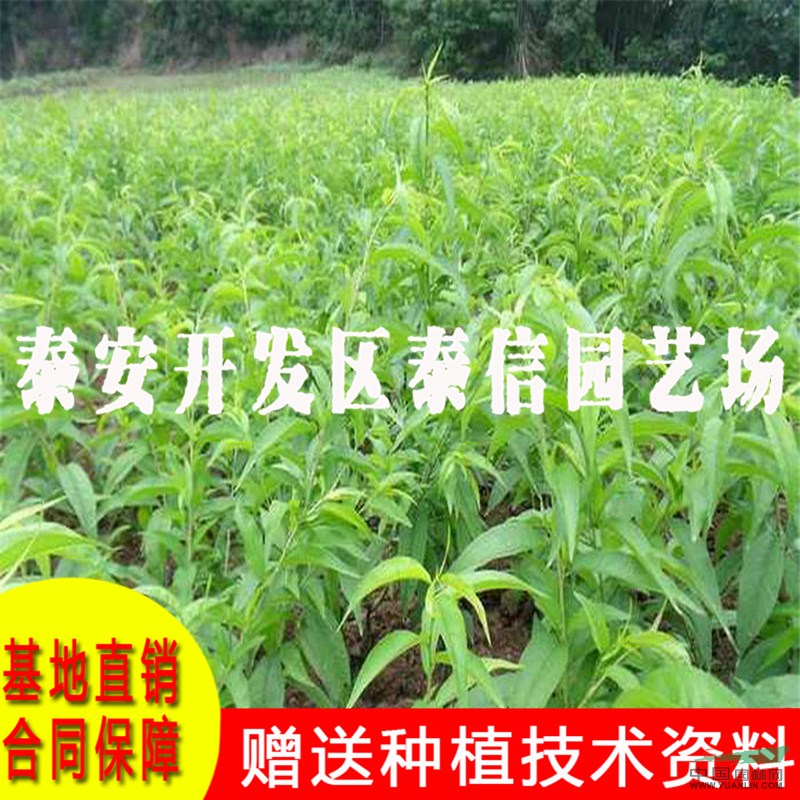 鉆石金蜜桃樹苗價(jià)格 鉆石金蜜桃樹苗基地