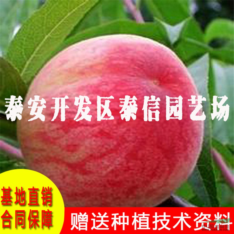 中農(nóng)金碩桃樹苗基地 中農(nóng)金碩桃樹苗價格