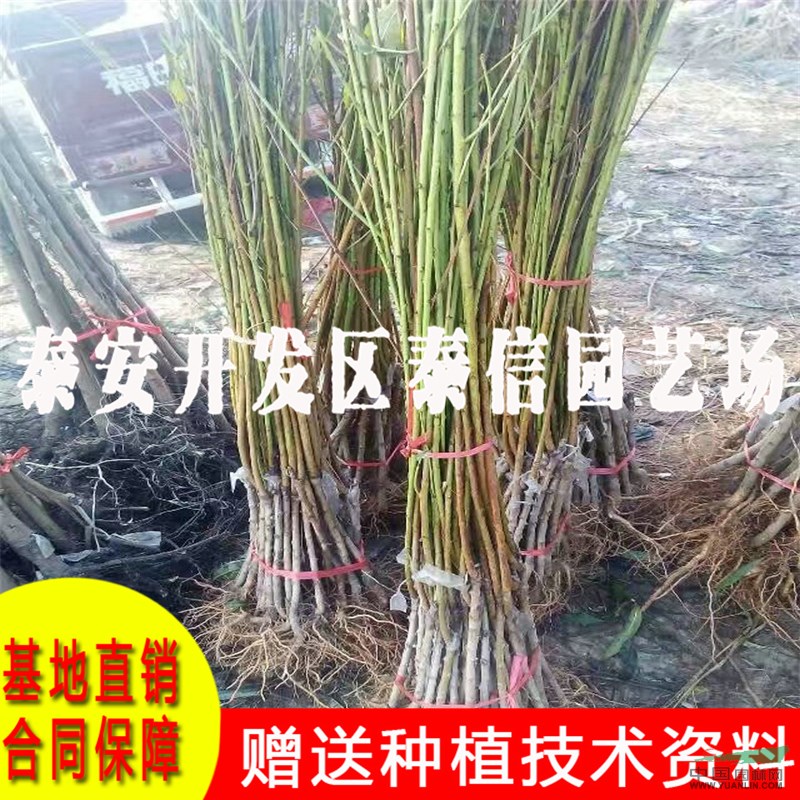 中農(nóng)金碩桃樹苗基地 中農(nóng)金碩桃樹苗價格