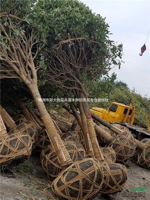 新大地供應(yīng)湖南移栽桂花叢生四季桂花樹(shù)價(jià)格親民價(jià)格苗木首選