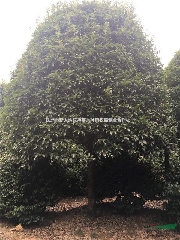 新大地10公分桂花價格精品桂花樹您值得出手的優(yōu)質好苗木首選地