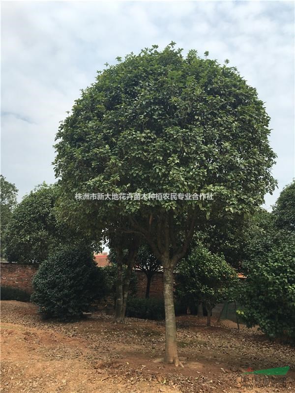 新大地10公分桂花價格精品桂花樹您值得出手的優(yōu)質好苗木首選地
