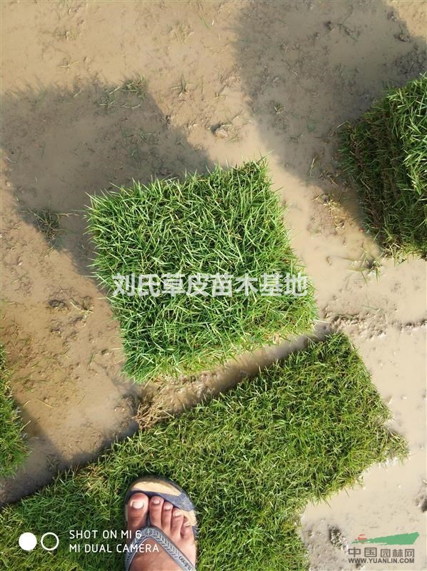 夏季如何管理馬尼拉草皮