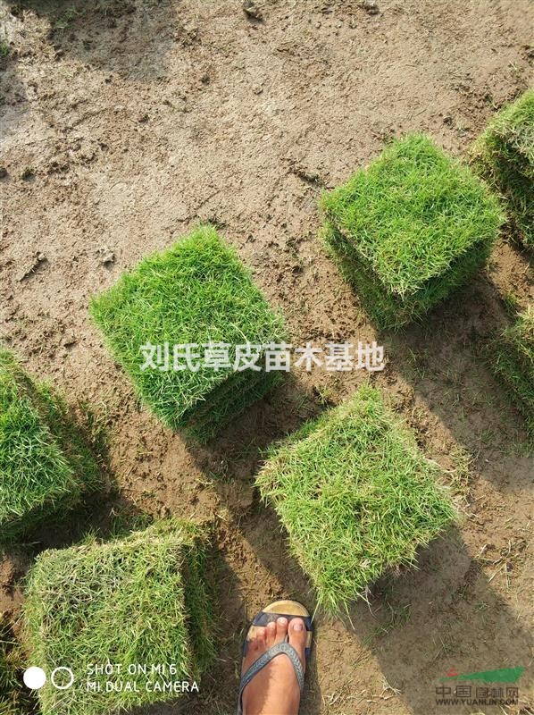 湖南草皮混合播種有兩種方法