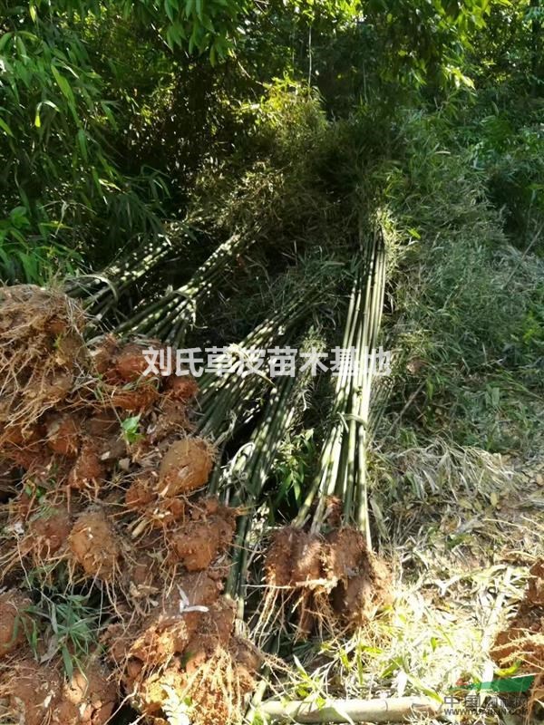 湖南草皮混合播種有兩種方法