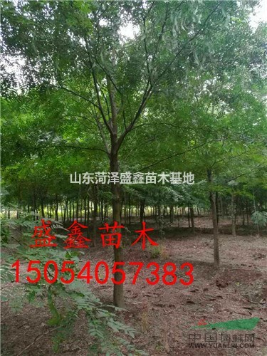 15公分白蠟價(jià)格-16公分白蠟價(jià)格