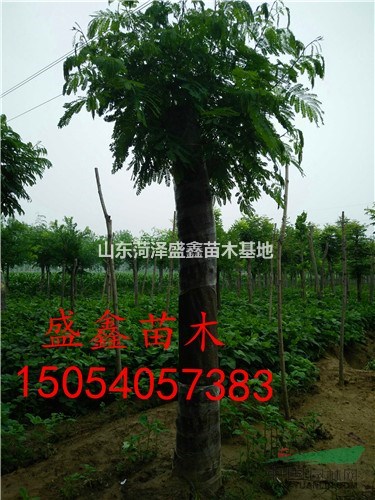 15公分白蠟價(jià)格-16公分白蠟價(jià)格