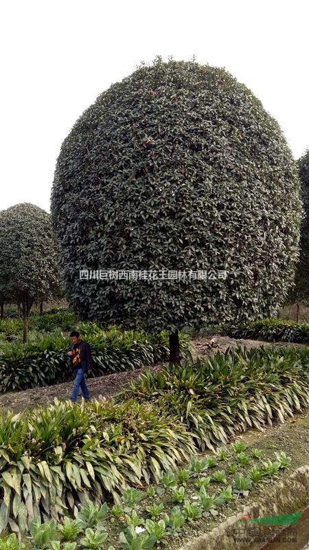 桂花、精品桂花、高桿桂花、大桂花、獨桿桂花