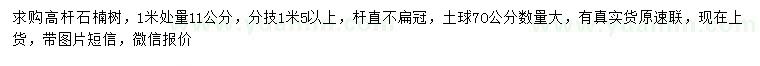 求購(gòu)1米量11公分高桿石楠