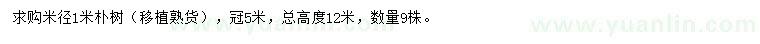 求購米徑1米樸樹