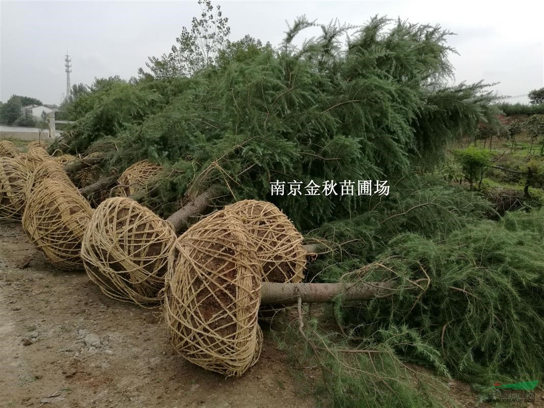 南京地區(qū)5米高雪松價格是多少