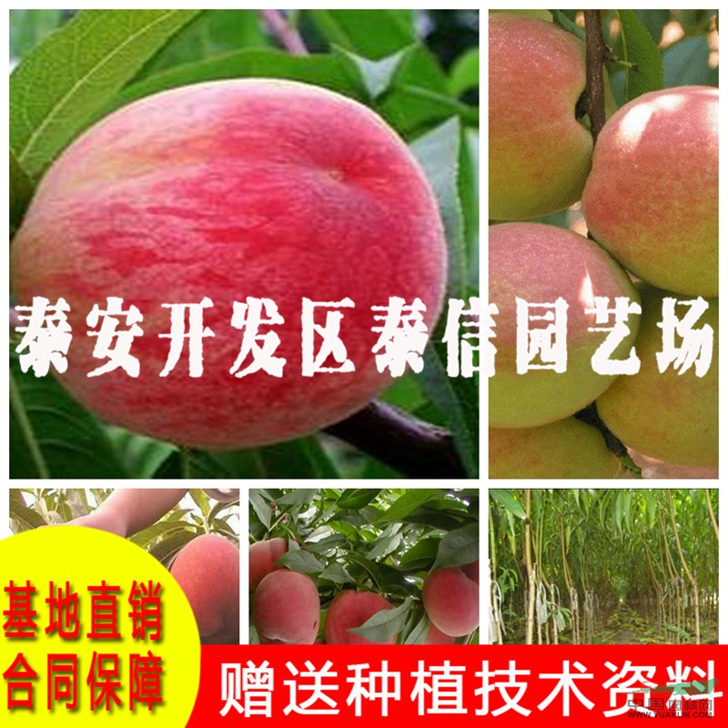 中蟠桃18號(hào)桃樹(shù)苗批發(fā) 中蟠桃18號(hào)桃樹(shù)苗價(jià)格