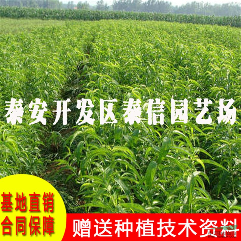 中桃紅玉桃樹苗批發(fā) 中桃紅玉桃樹苗價格