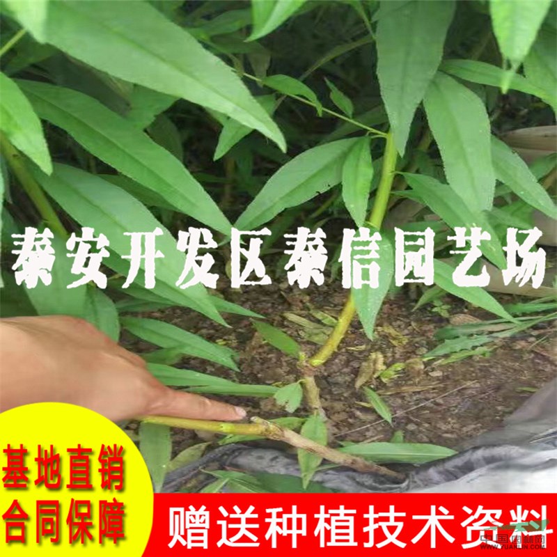 中桃紅玉桃樹苗批發(fā) 中桃紅玉桃樹苗價格