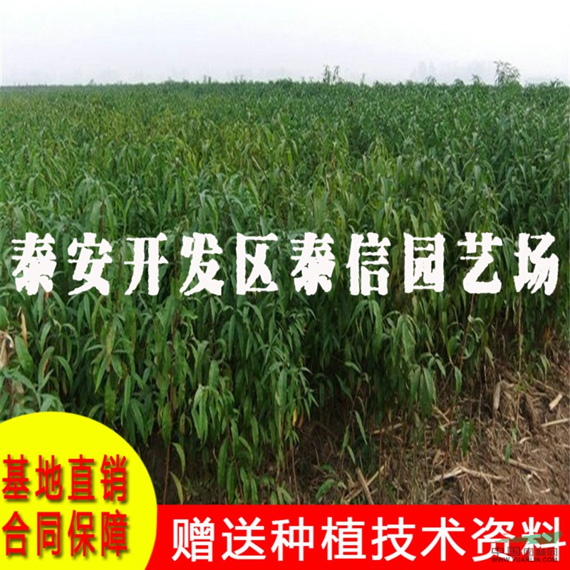 中蟠桃14號桃樹苗基地 中蟠桃14號桃樹苗批發(fā)