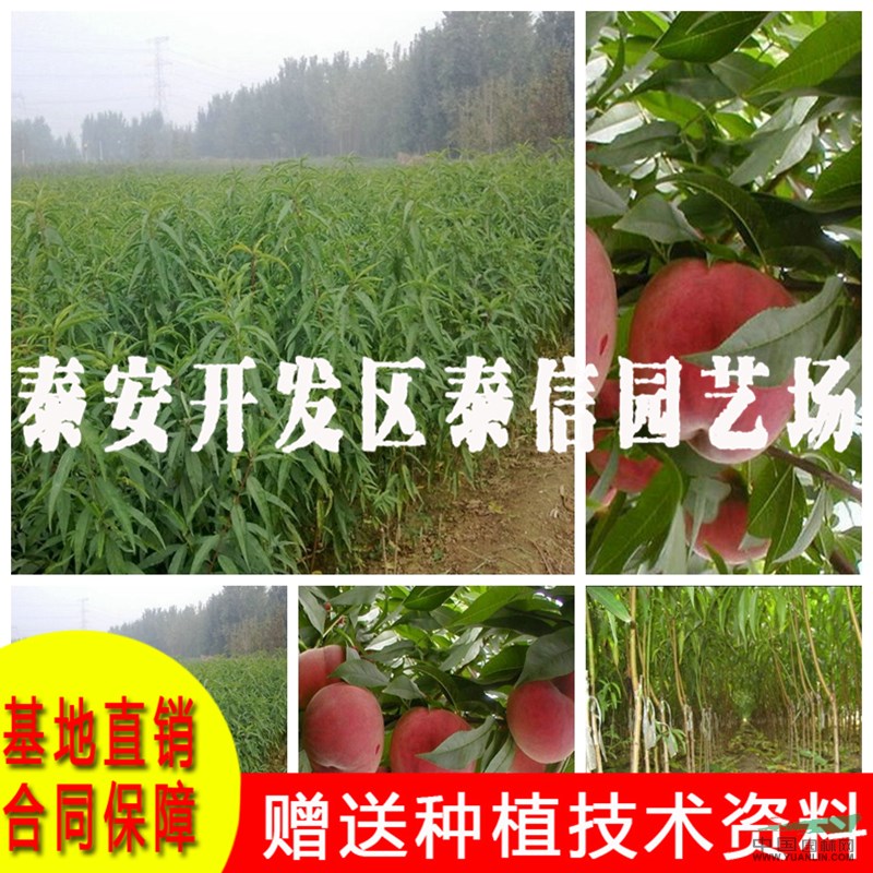 中蟠桃14號桃樹苗基地 中蟠桃14號桃樹苗批發(fā)