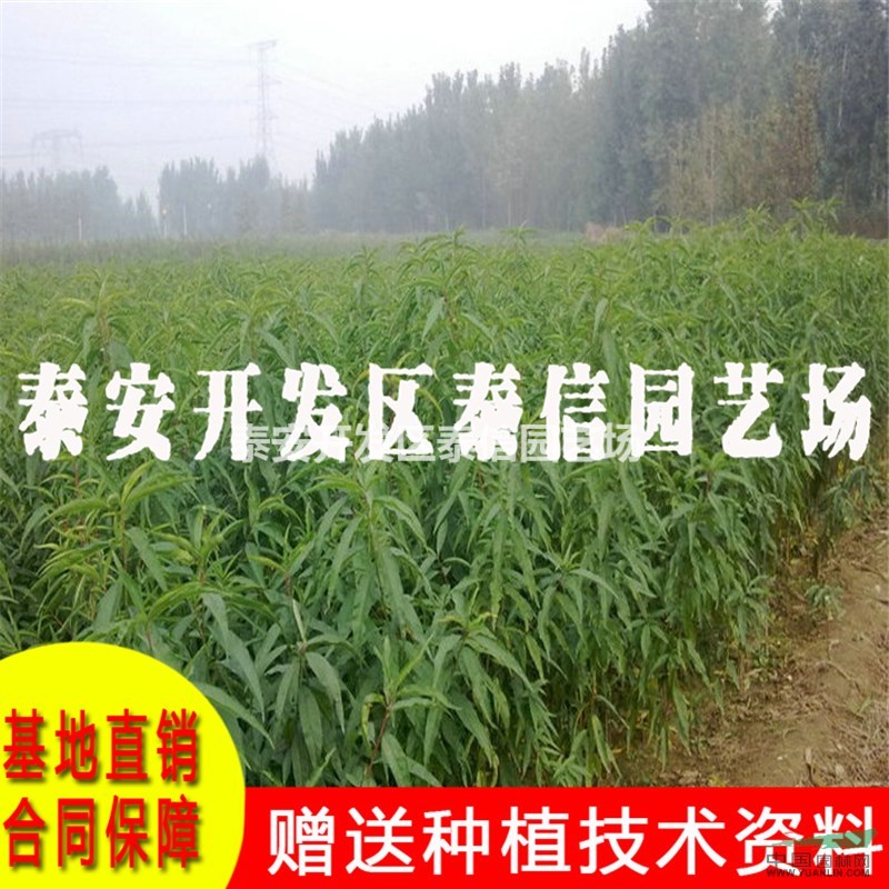 中油金冠桃樹(shù)苗批發(fā) 中油金冠桃樹(shù)苗價(jià)格