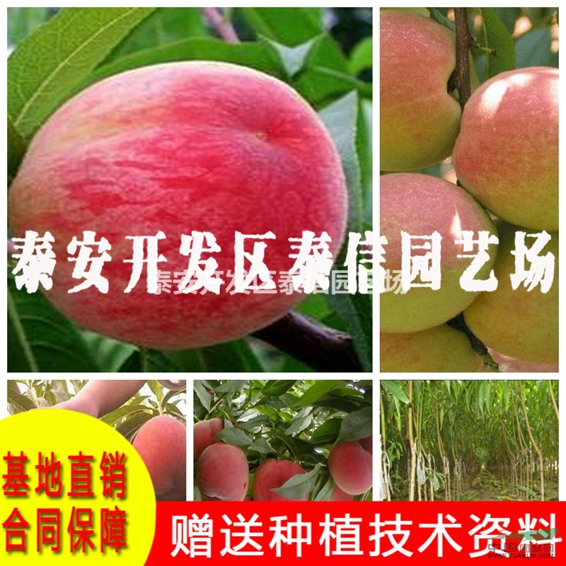 中油金冠桃樹(shù)苗批發(fā) 中油金冠桃樹(shù)苗價(jià)格
