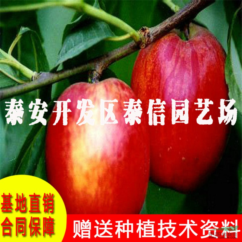 中蟠桃17號桃樹苗價格 中蟠桃17號桃樹苗基地