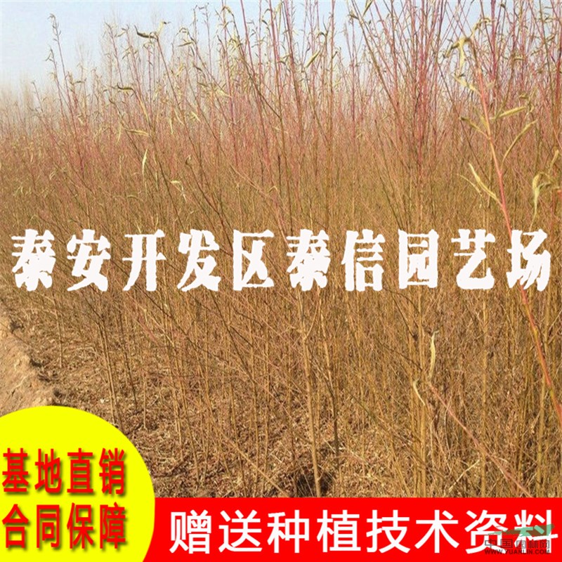 中蟠桃17號桃樹苗價格 中蟠桃17號桃樹苗基地