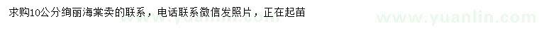 求購(gòu)10公分絢麗海棠