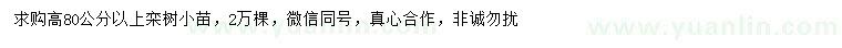 求購(gòu)高80公分以上欒樹(shù)小苗