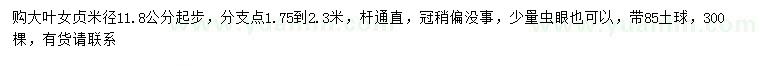 求購米徑11.8公分以上大葉女貞