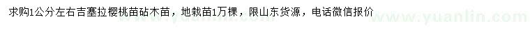 求購1公分左右吉塞拉櫻桃