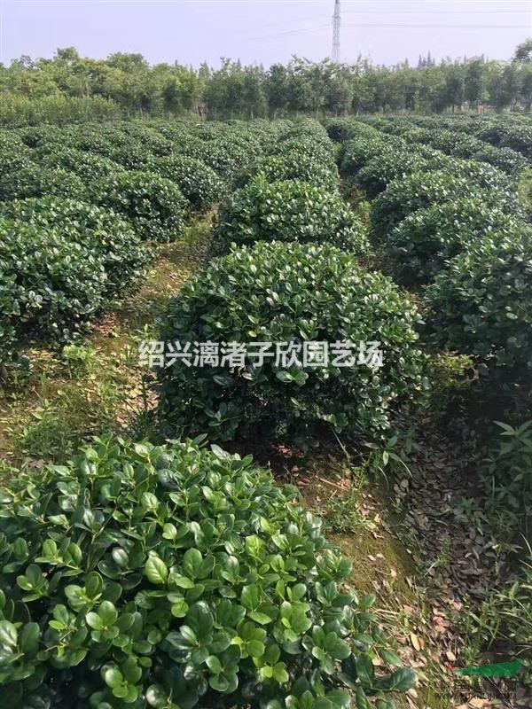 精品无刺枸骨球 冠副80厘米-1米 